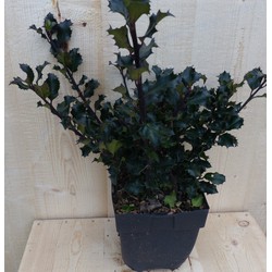 Hulst Zwart/Groen 30 cm - Warentuin Natuurlijk