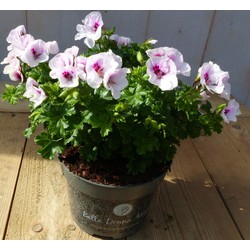 2 stuks! spaanse geranium wit eenjarige plant