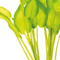 Sf art plant 40 cm echinodorus