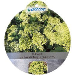 Hortensia Paniculata Mojito