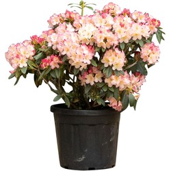 2 stuks! Rhododendron Percy wiseman Rhododendron Percy wiseman 65 cm