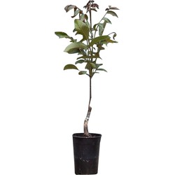 2 stuks! Roodbladige walnotenboom Juglans r. Purpurea h 100 cm st. omtrek 1 cm boom - Warentuin Natuurlijk