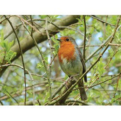 Roodborst 70x50cm Tuinschilderij