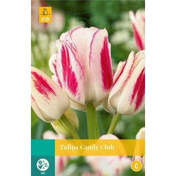 3 stuks - Tulipa Candy Club 5 bollen