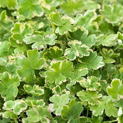 Bonte Waternavel Hydrocotyle sib. Variegata P11