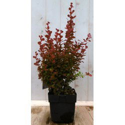 2 stuks - Berberis rood 40 cm