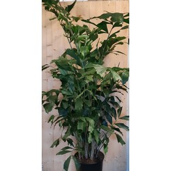 Caryota Zachte vinnetjespalm 160 cm hoog kamerplant - Warentuin Natuurlijk