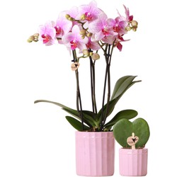 Planten set Stripe pink | Set met roze Phalaenopsis Orchidee en Hoya Kerrii incl. keramieken sierpotten - Potmaat Ø6-9cm