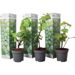 Druivenplanten - Set van 3 - Vitis Vinifera - Wit - Pot 9cm - Hoogte 25-40cm