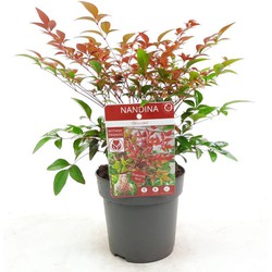 Hello Plants Nandina Domestica Obsessed Hemelse Bamboe Plant - Ø 13 cm - Hoogte: 10 cm