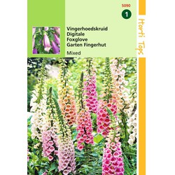 2 stuks - Digitalis Purpurea Gemengd