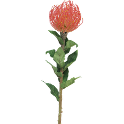 Nutans Segal red 74cm