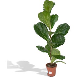 Hello Plants Ficus Lyrata Vioolbladplant - Ø 17 cm - 75 cm - Kamerplant Tabaksplant
