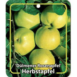 Malus Domestica Dulmener Rosenapfel