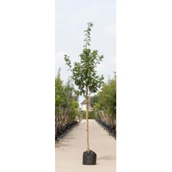 Japanse sierkers Prunus serrulata Kanzan h 350 cm st. omtrek 12 cm