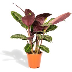 Hello Plants Calathea Warscewiczii Pauwenplant - Ø 19 cm - Hoogte 65-75 cm - Kamerplant