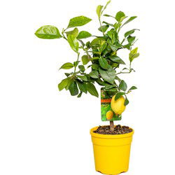 Citrus limon - Citroenboom - Fruitboom - Groenblijvend - ⌀19 cm - ↕60-70 cm