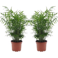 Mexicaanse dwergpalm - Set van 2 - Pot 17cm - Hoogte 50-60cm