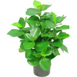 Greenmoods Kunstplant Clusia - Clusia rosea - Nep plant - 1 Stuk - 45cm