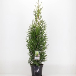 Thuja occidentalis king of brabant