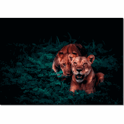Label2X Muurrechthoek leeuw koppel 56 x 80 cm - 56 x 80 cm