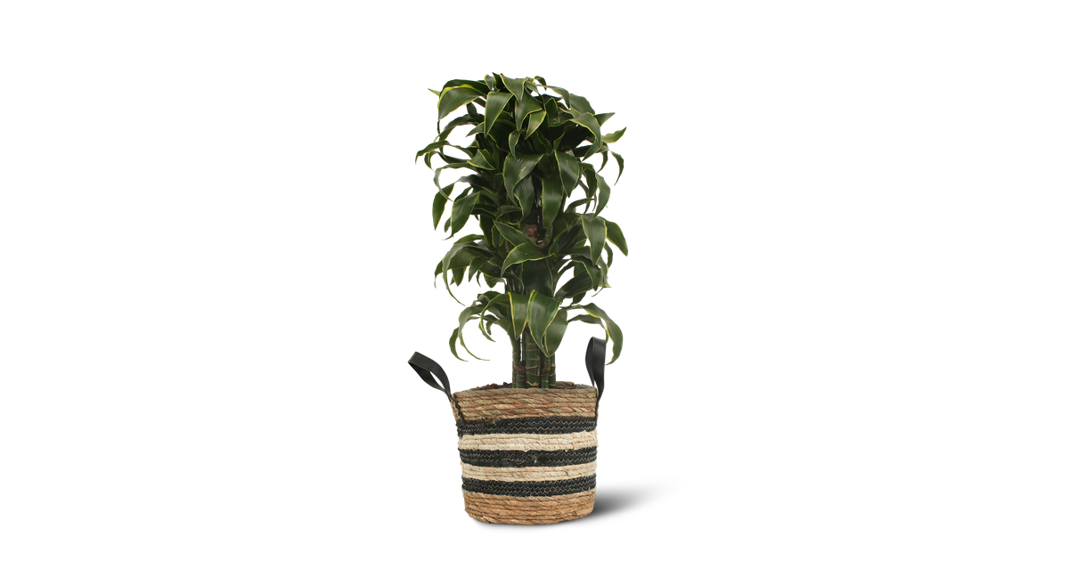We Love Plants - Dracaena El Dorado + Mand Yvonne - 100 cm hoog - Grote kamerplant