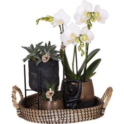 Kolibri Company | Gift set Home Hub | Plantenset met Phalaenopsis Orchidee en Succulenten incl. keramieken sierpotten