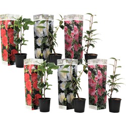 Camellia Japonica - Mix van 6 - Rozen - Rood wit roze - Pot 9cm - Hoogte 25-40cm