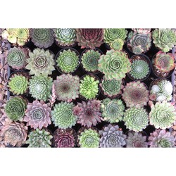 Sempervivum Premium 4 kleuren mix x24 - Rotsplanten set groot - Sempervivum in 4 kleuren set van 24 (6x groen, 6x grijs, 6x rood, 6x wit)