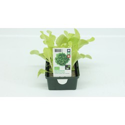 Sla, Eikebladsla Groen