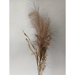 Pampas gras bosje met blad 75cm -bruin