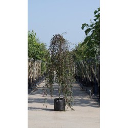 Rode treur sierappel Malus Royal Beauty h 250 cm st. omtrek 8 cm st. h 220 cm - Warentuin Natuurlijk