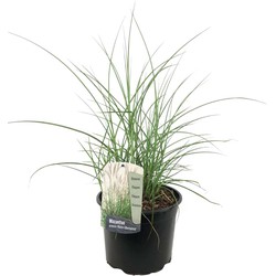 Miscanthus sinensis 'Kleine Silberspinne' - Pot 23cm - Hoogte 20-30cm