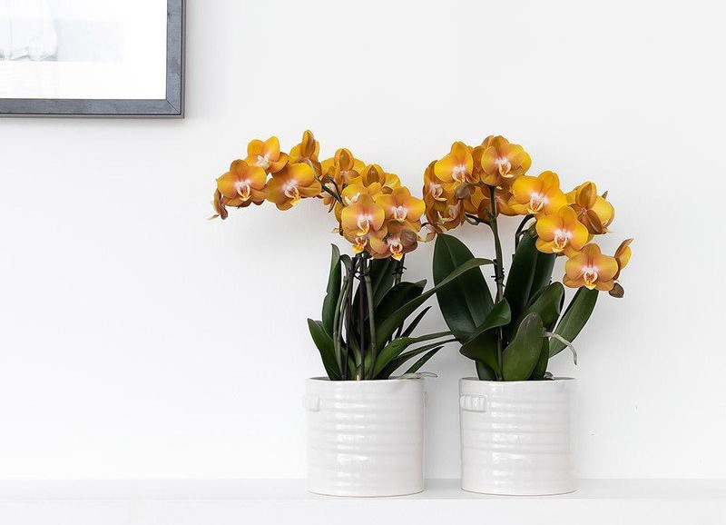 Alles wat je moet weten over de orchidee