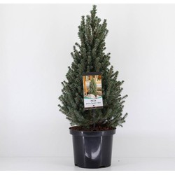 Picea glauca sanders blue 50-60 cm