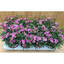 Dianthus Anjer Pink Kisses 8 potjes per tray