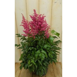 Astilbe rood