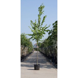 Koningslinde Tilia europea Pallida h 250 cm st. omtrek 8 cm