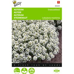 2 stuks - Alyssum Lobularia Mar.Procumbens Sneeuwkleed