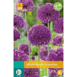 5 stuks - Allium Purple Sensation 4 bollen