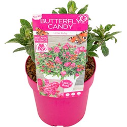 Buddleja Candy Little Ruby - Vlinderstruik - Pot 19cm - Hoogte 30-40cm