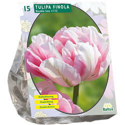 Tulipa Dubbel Laat Finola per 15 bloembollen