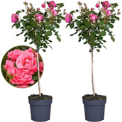 Rosa Palace Topkapi - Set van 2 - Stamroos - Pot 19cm - Hoogte 80-100cm