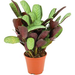 ZynesFlora - Ctenanthe Amagris - Ø 14 cm - Hoogte: 25 - 35 cm - Calathea - Luchtzuiverend - Kamerplant