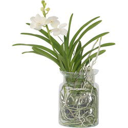 Witte Orchidee met vaas - Vanda 'White' - Hoogte 40-50cm - ⌀14cm