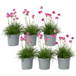 Engels gras - Set van 6 - Armeria maritima 'Deep Rose' - Hoogte 20-30cm - ⌀12cm