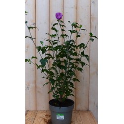 Hibiscus struik Blauw 40 cm