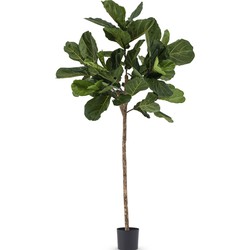 Kunstplant Fiddle Leaf 225 cm Royal | Echt hout (Stam)