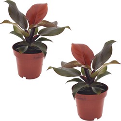 Philodendron 'Sunlight' - Set van 2 - Pot 12cm - Hoogte 20-30cm