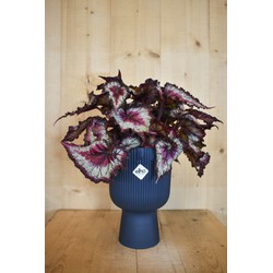 Bladbegonia in hoge pot diepblauw Elho - Warentuin Natuurlijk